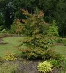 Eisenbaum - Parrotia persica - Formgehölze
