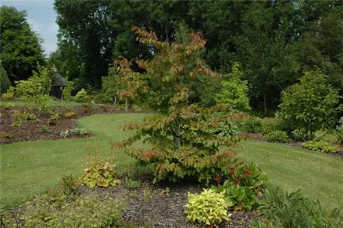 Eisenbaum - Parrotia persica - Formgehölze