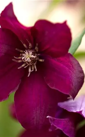 Clematis 'Rouge Cardinal'