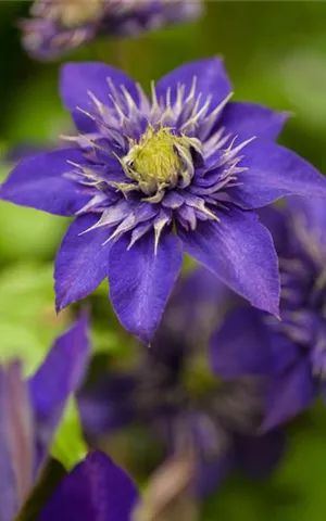 Clematis 'The President'