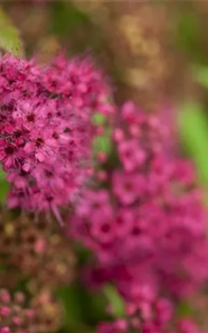 Spiraea japonica 'Anthony Waterer'