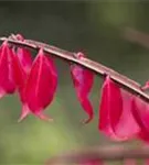 Korkflügelstrauch - Euonymus alatus - Ziergehölze