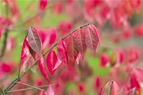 Korkflügelstrauch - Euonymus alatus - Ziergehölze