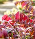Korkflügelstrauch - Euonymus alatus - Ziergehölze