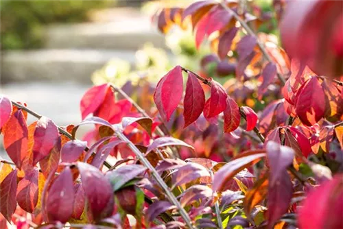 Korkflügelstrauch - Euonymus alatus - Ziergehölze