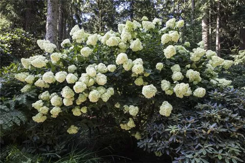 Rispenhortensie 'Phantom' - Hydrangea paniculata 'Phantom'