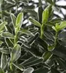 Immergrüne Japanspindel - Euonymus japonicus - Ziergehölze