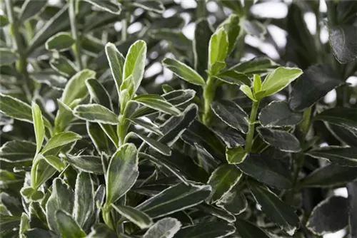 Immergrüne Japanspindel - Euonymus japonicus - Ziergehölze