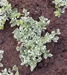Immergrüne Japanspindel - Euonymus japonicus - Ziergehölze