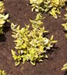 Immergrüne Japanspindel - Euonymus japonicus - Ziergehölze