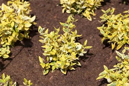 Immergrüne Japanspindel - Euonymus japonicus - Ziergehölze