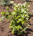 Immergrüne Japanspindel - Euonymus japonicus - Ziergehölze