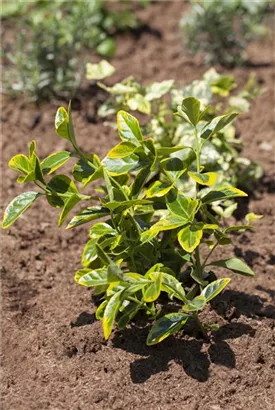 Immergrüne Japanspindel - Euonymus japonicus - Ziergehölze