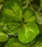 Immergrüne Japanspindel - Euonymus japonicus - Ziergehölze