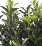 Immergrüne Japanspindel - Euonymus japonicus - Ziergehölze