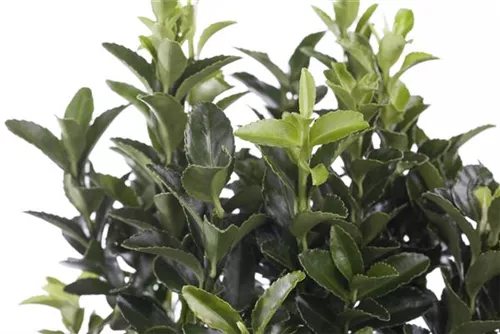 Immergrüne Japanspindel - Euonymus japonicus - Ziergehölze