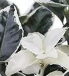 Immergrüne Japanspindel - Euonymus japonicus - Ziergehölze