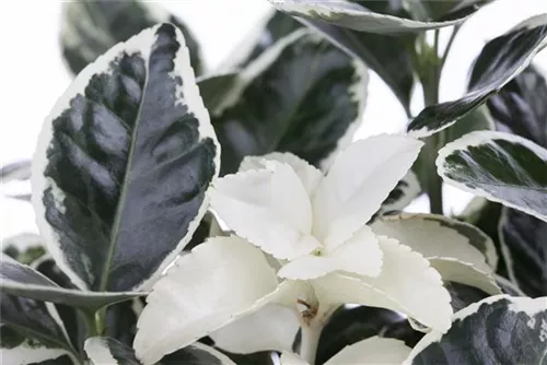Immergrüne Japanspindel - Euonymus japonicus - Ziergehölze