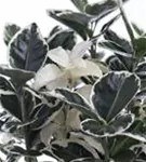 Immergrüne Japanspindel - Euonymus japonicus - Ziergehölze