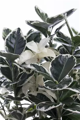 Immergrüne Japanspindel - Euonymus japonicus - Ziergehölze