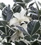 Immergrüne Japanspindel - Euonymus japonicus - Ziergehölze