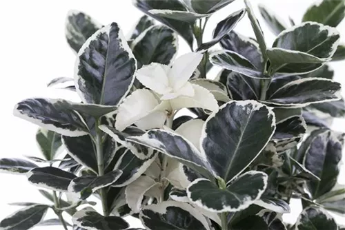 Immergrüne Japanspindel - Euonymus japonicus - Ziergehölze