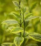 Goldliguster - Ligustrum ovalifolium 'Aureum'