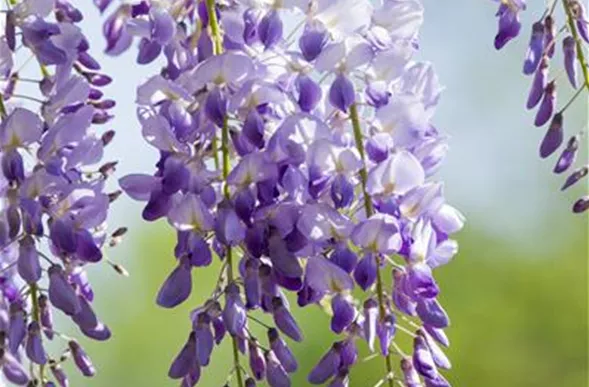 Wisteria sinensis 'Prolific'