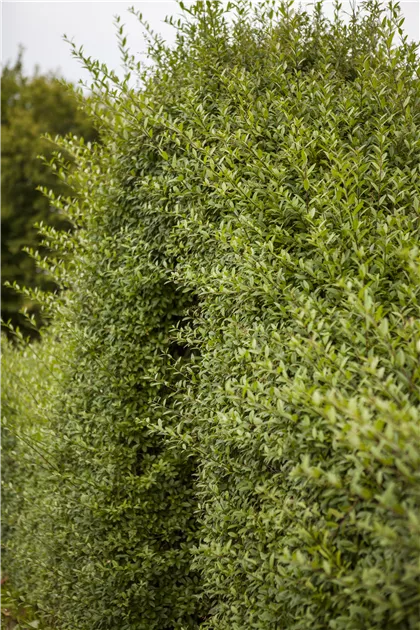 Ligustrum vulgare, Gemeiner Liguster - Semper Verde Pflanzenzentrum Ullmer  GbR