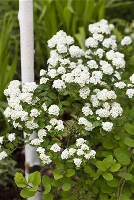 Prachtspiere - Spiraea vanhouttei - Ziergehölze