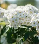 Prachtspiere - Spiraea vanhouttei - Ziergehölze