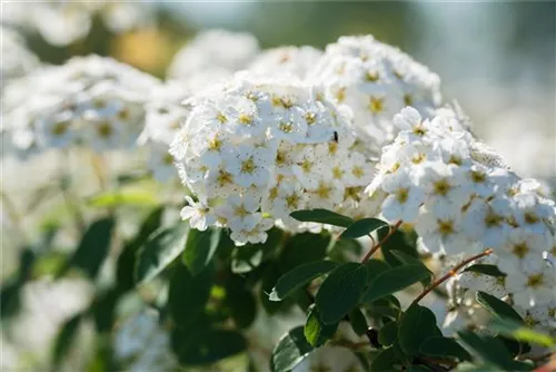 Prachtspiere - Spiraea vanhouttei - Ziergehölze