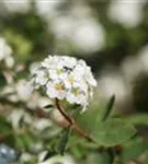 Prachtspiere - Spiraea vanhouttei - Ziergehölze