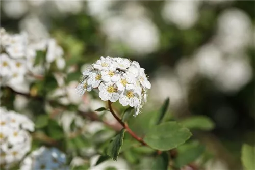 Prachtspiere - Spiraea vanhouttei - Ziergehölze