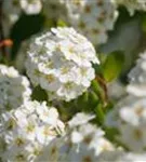 Prachtspiere - Spiraea vanhouttei - Ziergehölze