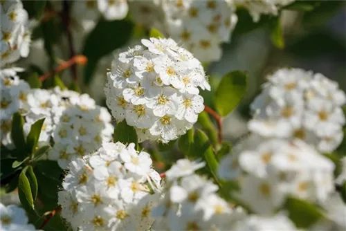 Prachtspiere - Spiraea vanhouttei - Ziergehölze
