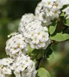 Prachtspiere - Spiraea vanhouttei - Ziergehölze
