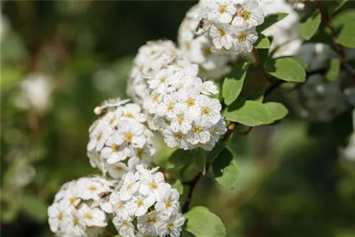 Prachtspiere - Spiraea vanhouttei - Ziergehölze
