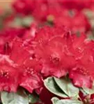 Williams.-Rhododendron 'Tromba' - Rhododendron williams.'Tromba' I