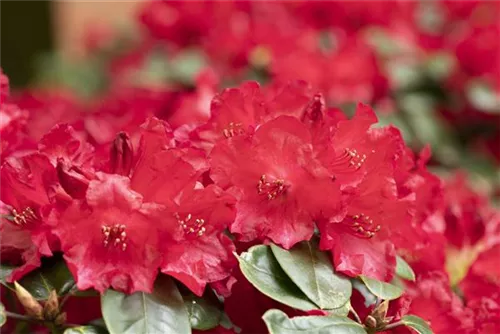 Williams.-Rhododendron 'Tromba' - Rhododendron williams.'Tromba' I