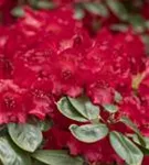 Williams.-Rhododendron 'Tromba' - Rhododendron williams.'Tromba' I