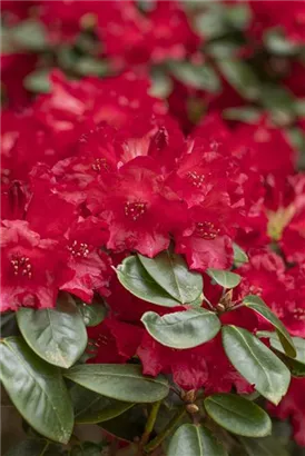 Williams.-Rhododendron 'Tromba' - Rhododendron williams.'Tromba' I