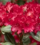 Williams.-Rhododendron 'Tromba' - Rhododendron williams.'Tromba' I
