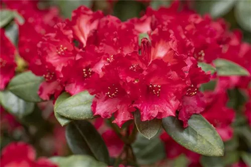 Williams.-Rhododendron 'Tromba' - Rhododendron williams.'Tromba' I