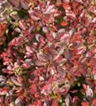 Kleine Blutberberitze 'Atropurpurea Nana' - Berberis thunbergii 'Atropurpurea Nana'