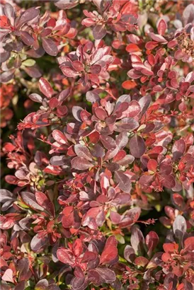 Kleine Blutberberitze 'Atropurpurea Nana' - Berberis thunbergii 'Atropurpurea Nana'