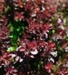 Kleine Blutberberitze 'Atropurpurea Nana' - Berberis thunbergii 'Atropurpurea Nana'