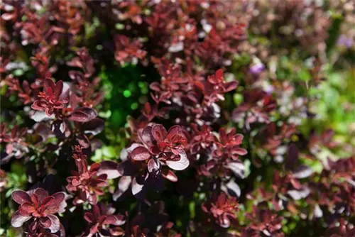 Kleine Blutberberitze 'Atropurpurea Nana' - Berberis thunbergii 'Atropurpurea Nana'