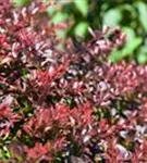 Kleine Blutberberitze 'Atropurpurea Nana' - Berberis thunbergii 'Atropurpurea Nana'