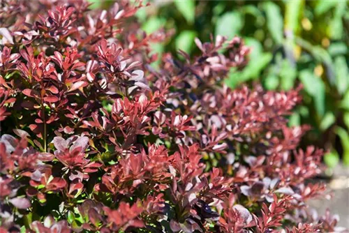 Kleine Blutberberitze 'Atropurpurea Nana' - Berberis thunbergii 'Atropurpurea Nana'